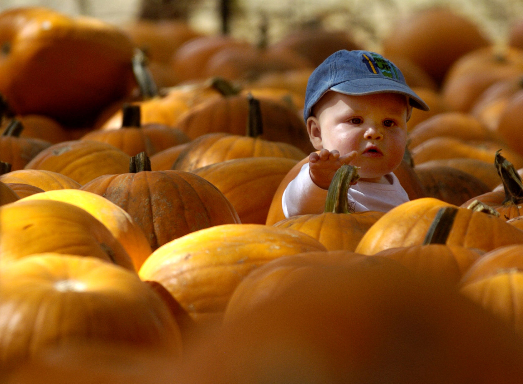Pumpkin patches (copy)